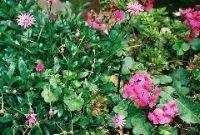 Flower Garden 1