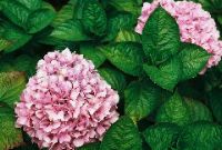 Flower Garden 2